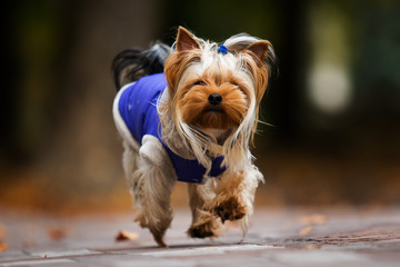 Yorkshire Terrier dog on an autumn walk