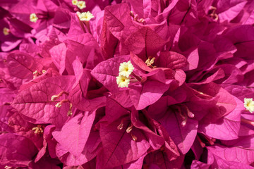 Bougainvillea flowers close up.Blooming bougainvillea as a background.