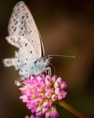 Fototapeta premium A small butterfly with broken wings resting on a small purple flower. Close-up macro shot. 