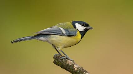 Single great tit sitting on tree branch