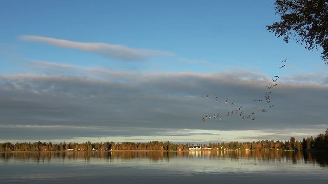Geese flying south for winter from Sweden, autumn day, sunset with gold forest and calm lake