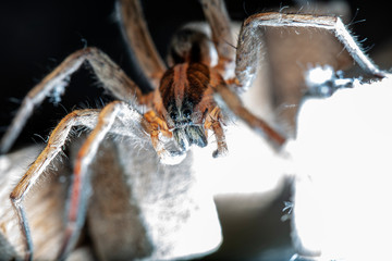 spider wolf in a native habitat