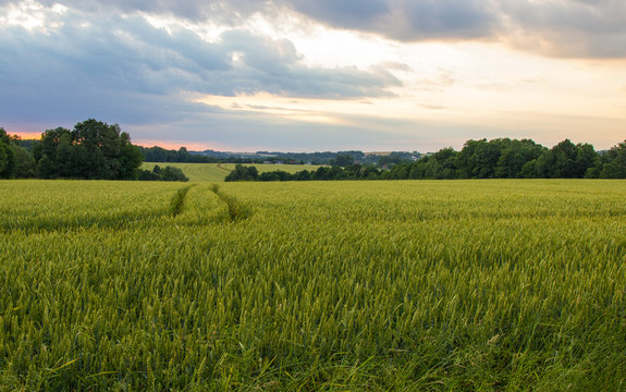 Polish arable fields. Rural landscape. Ripening cereals.