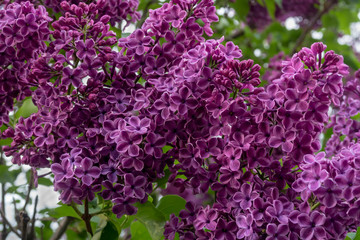 Purple lilac with green leaves. Closeup.