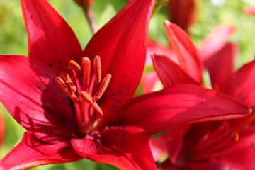 Red lily flower. Closeup. Natural floral background.