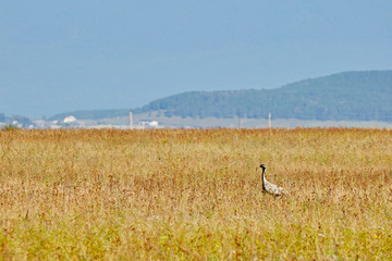 Obraz na płótnie Canvas Crane beauty in the grass in the field