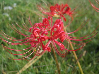 closeup of red spider lily flowers