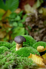 forest mushroom boletus bio organic