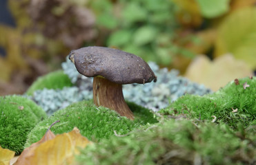 forest mushroom boletus bio organic
