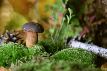 forest mushroom boletus bio organic