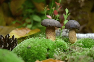 forest mushroom boletus bio organic