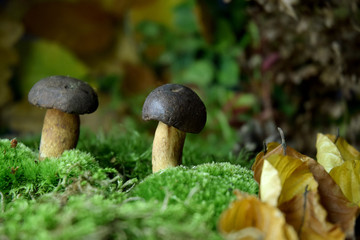 forest mushroom boletus bio organic