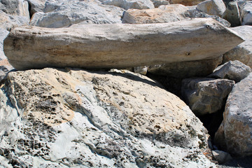 Legno sbiancato e tarlato con roccia