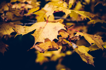maple leaves on a dark background 