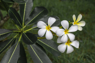 Obraz na płótnie Canvas Plumeria flowers in the tropical forest