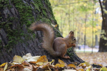 squirrel on tree