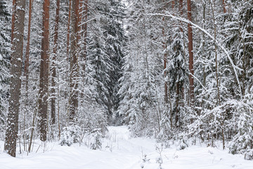 Winter scene in forest with trees covered with snow in Latvia