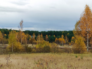 Autumn forest. Birch trees with yellow leaves, green pine trees and wilting grass.