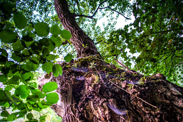 Strange tree