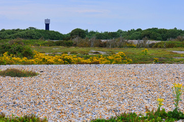 Shingle Fields at Dungeness, Kent
