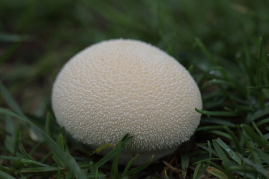 Bovist