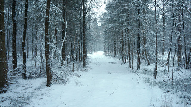 Schnee im Wald im Winter