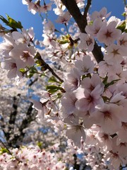 日本桜