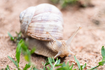 Garden snail