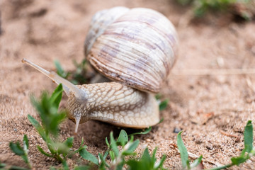 Garden snail