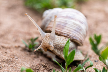 Garden snail