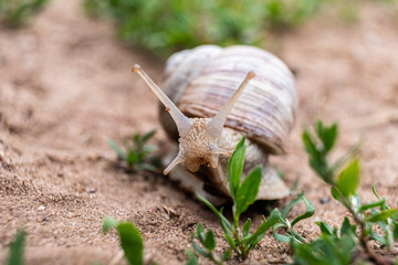 Garden snail