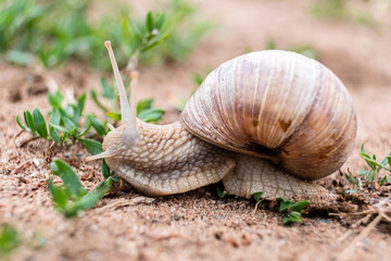 Garden snail