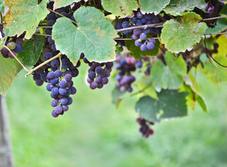 Ripe purple grapes hanging from grapevine, between green leaves with bookeh background