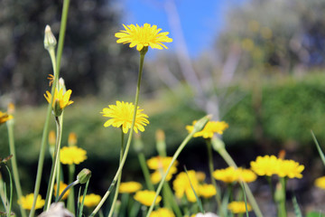 Margherita gialla fiore e stelo
