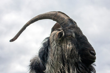 The head of a goat of black breed against the sky. Close-up side view of a goat's face. The horns...