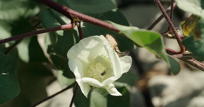 Bee in the flower of cotton
