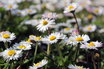 Margherite bianche matricaria chamomilla