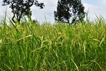 green grass and blue sky