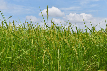 Obraz premium green grass and blue sky