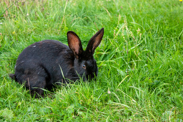 Black rabbit is eating grass. A rabbit is sitting on the green grass. Lone black rabbit among the grass on a summer day.