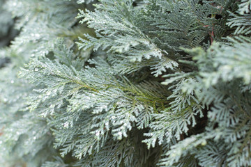 Blue-green branch of thuja. Blue fir background.