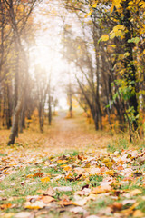 Vertical background of autumn forest and path with fallen leaves