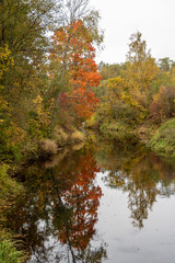Obraz premium Autumn scene with colourful bright trees and river and reflections in water in Latvia