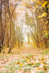 Vertical background of autumn park and path with fallen leaves