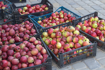 apples in the boxes harvested,collected red apples in black boxes on the pavers