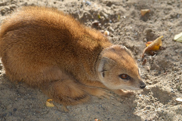 the baby mongoose