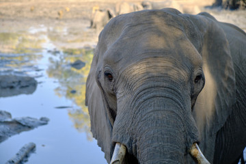 Elephant in Mana Pools National Park, Zimbabwe