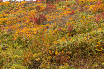 Towada Hachimantai National Park in early autumn