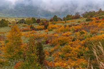 Fototapeta premium Towada Hachimantai National Park in early autumn