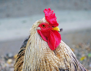 portrait of a big beautiful rooster
